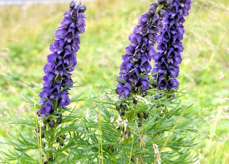 Piante velenose Aconitum napellus