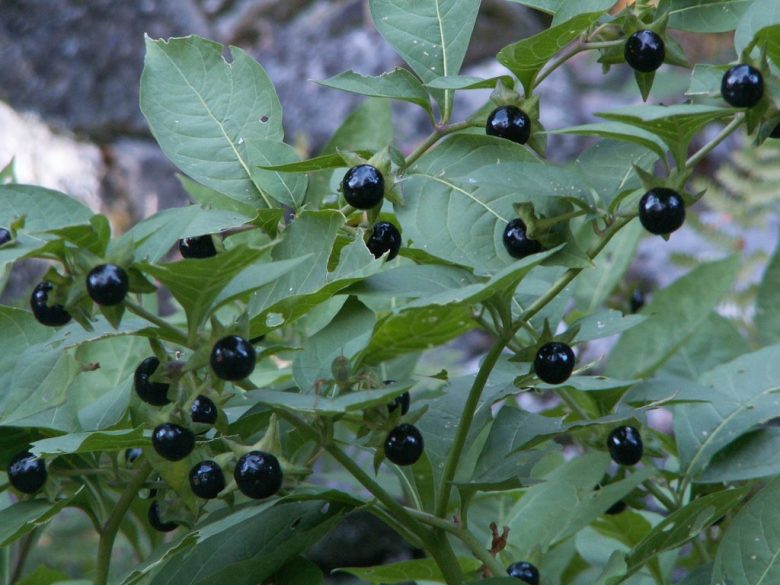 Piante velenose Atropa belladonna