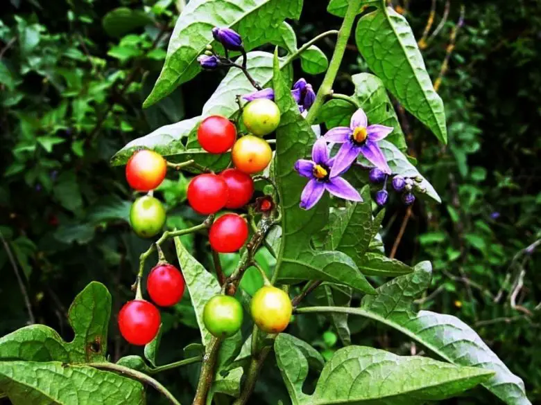 Piante velenose Solanum dulcamara