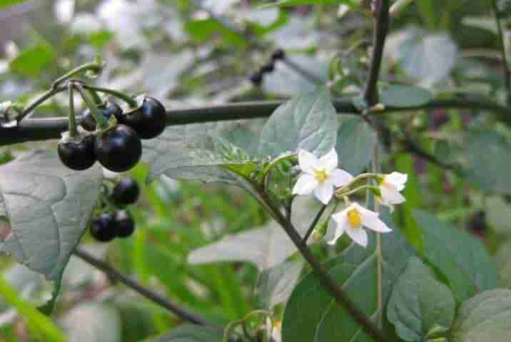 Piante Velenose Selvatiche Riconoscimento E Precauzioni Coltivazione Biologica