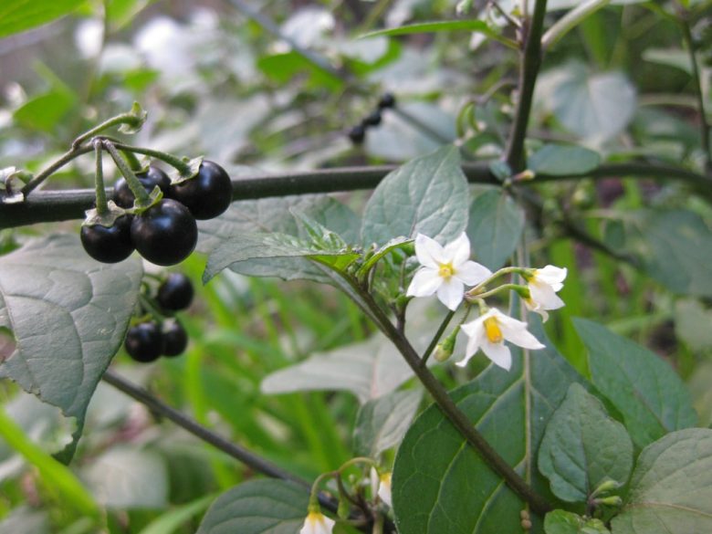 Piante velenose Solanum nigrum