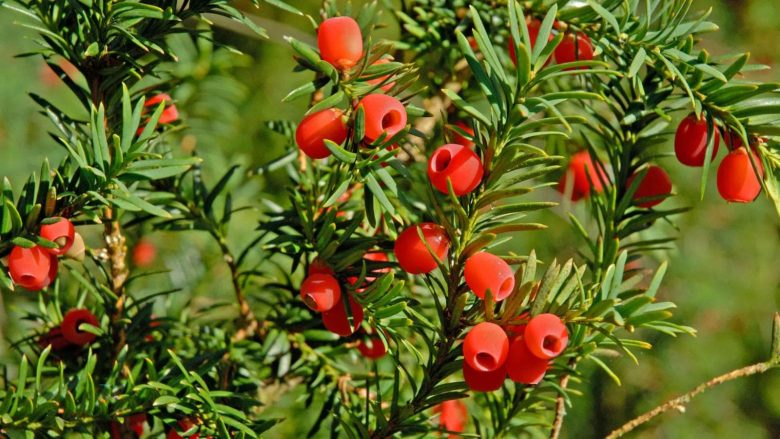 Piante velenose taxus baccata