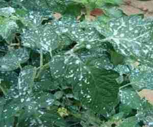 Poltiglia bordolese su pomodori