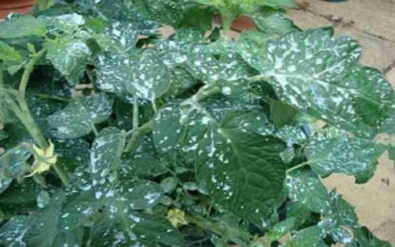 Poltiglia bordolese su pomodori