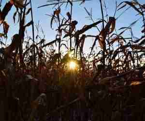 Campo di mais in sofferenza rete ombreggiante