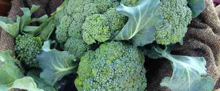 Come coltivare il cavolo broccolo nell’orto domestico Come coltivare il cavolo broccolo nell’orto domestico