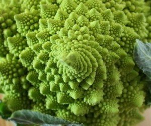 Cavolo broccolo romanesco
