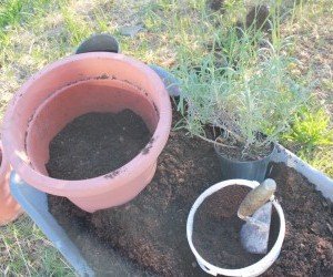 Humus di lombrico e il trapianto della lavanda