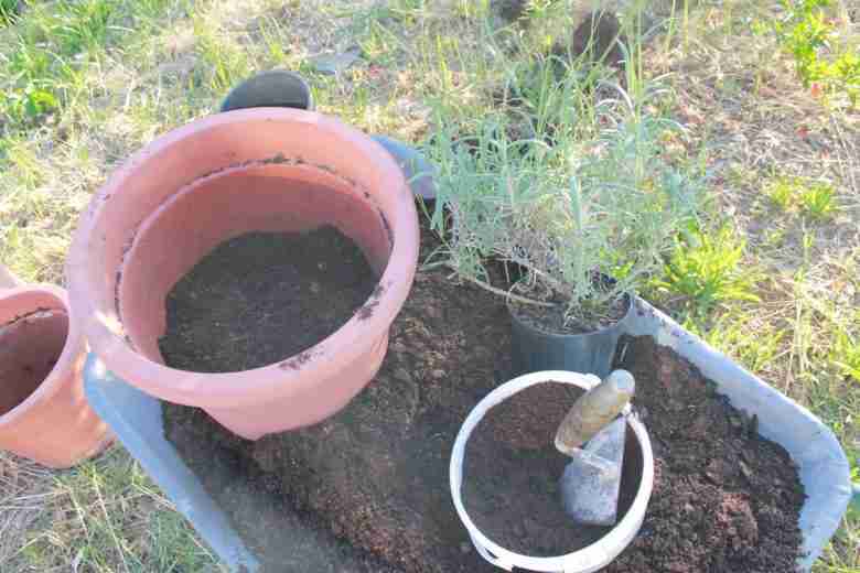 Trapianto della lavanda