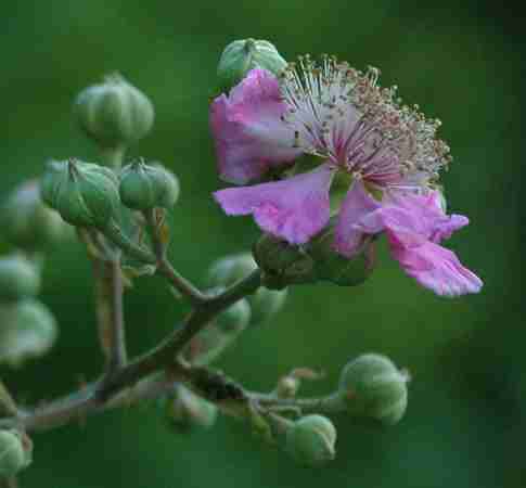 Fiore di mora di rovo
