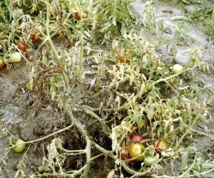 Pianta di pomodori colpita da marciume del colletto