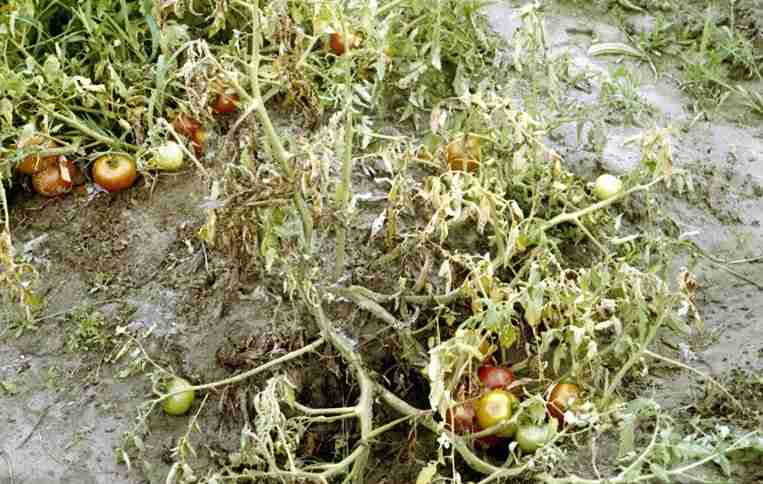 Pianta di pomodori colpita da marciume del colletto