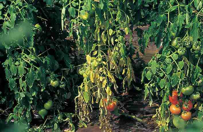 Marciume del colletto del pomodoro