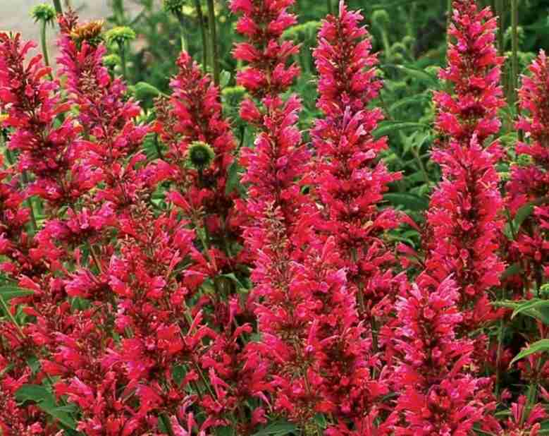 Fiori di Agastache