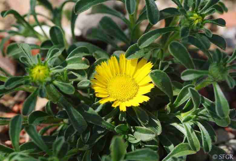 Piante da fiore Asterisco marittimo