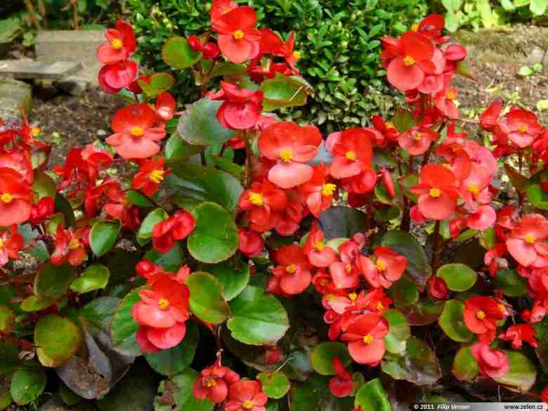 Fiori di Begonia semperflorens