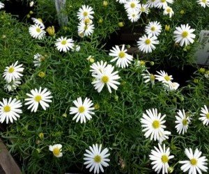 Piante da fiore Brachycome multifida surdaisy