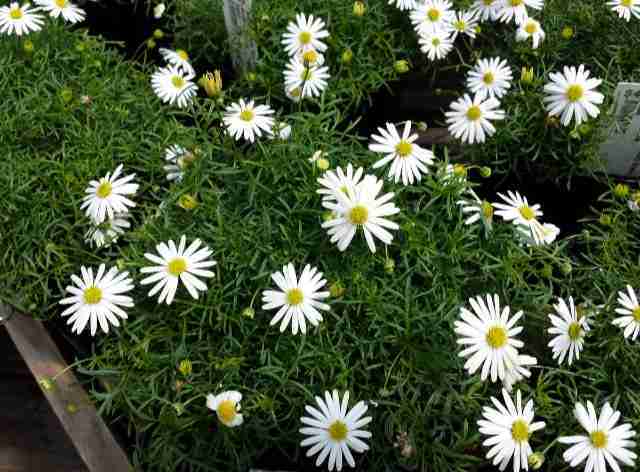 Pianta di Brachycome multifida surdaisy