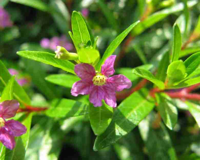 Fiori Cuphea hyssopifolia