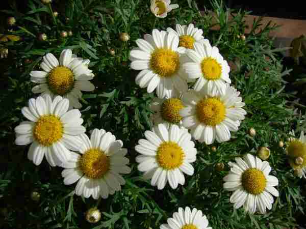 Margherita delle Canarie Argyranthemum frutescens