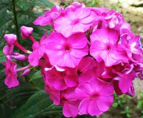 Piante da fiore Phlox drummondii 