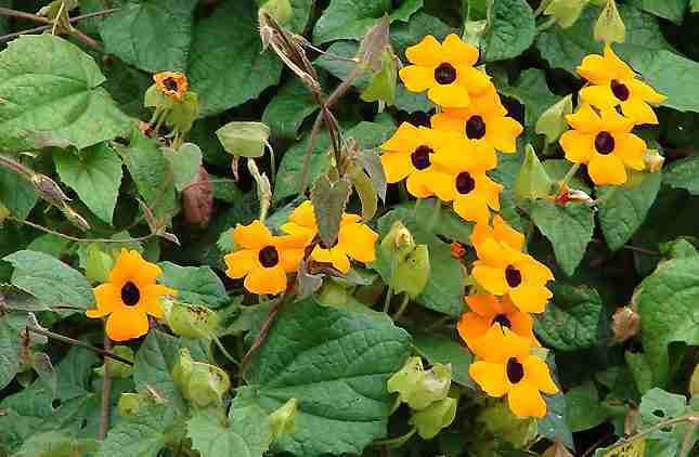 Piante da fiore Thunbergia alata