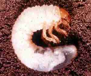 Larva di popillia japonica