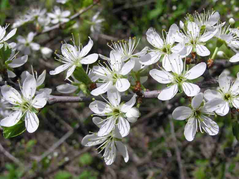 Fiori di prunus spinosa