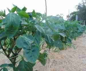 Pacciamtura naturale su campo di peperoni