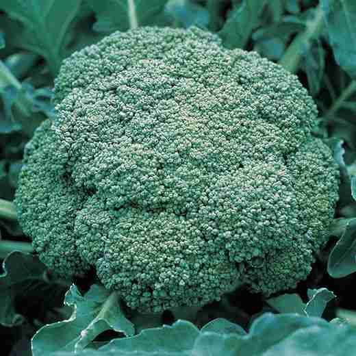 Cavolo broccolo pronto per la raccolta