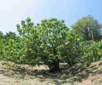 Albero di fichi