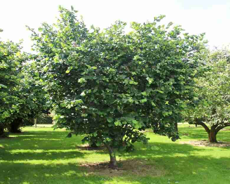 Albero di nocciole