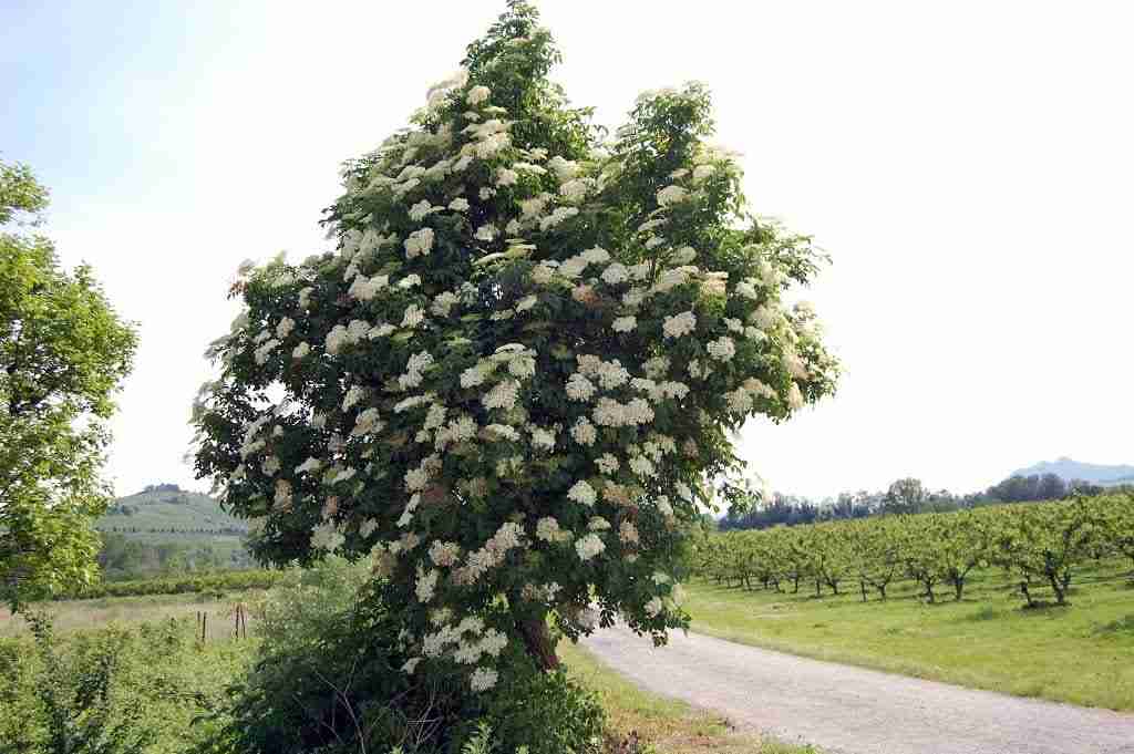 Il sambuco. Le caratteristiche della pianta e la ricetta dello sciroppo