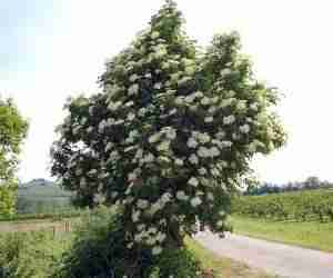 Albero di sambuco