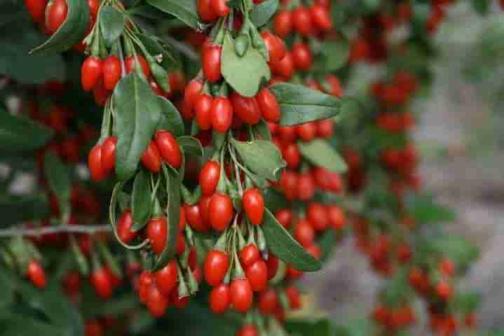 Bacche di goji (Lycium barbarum)