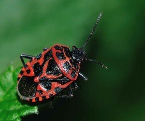 Cimice rossonera Eurydema ventralis