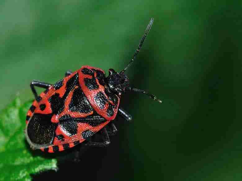 Cimice rossonera Eurydema ventralis