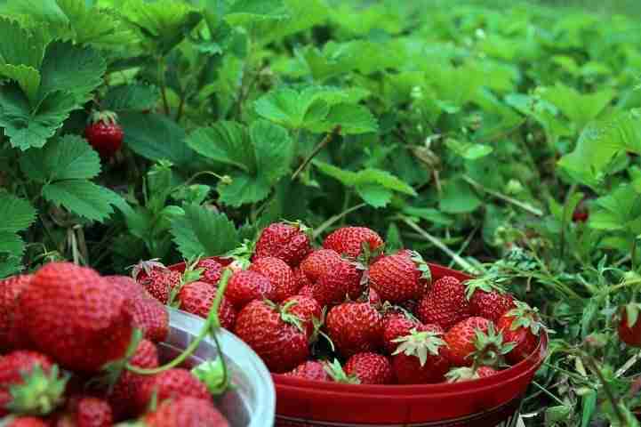5/10/20 pezzi supporti per fragole supporto per piante rotondo