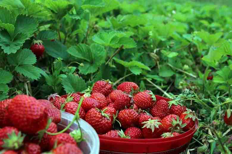 Coltivare piante di fragole