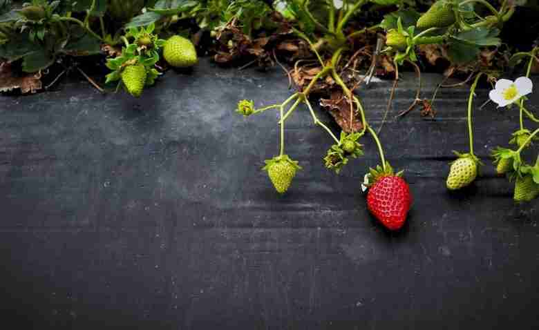 Come coltivare le fragole con pacciamatura