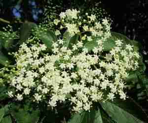 Fiori di sambuco