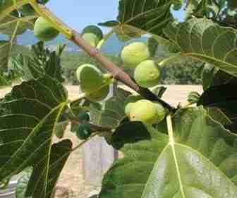 Foglie e frutti di fico