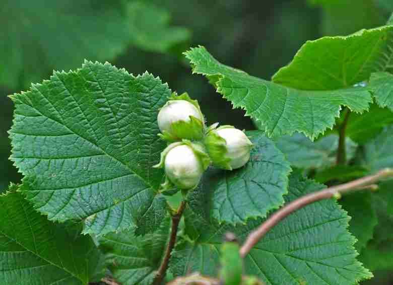 Nocciole immature
