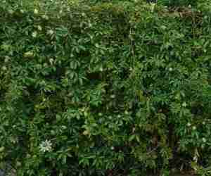 Passiflora ornamentale