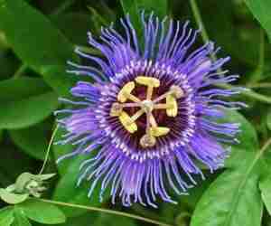 Passiflora incarnata
