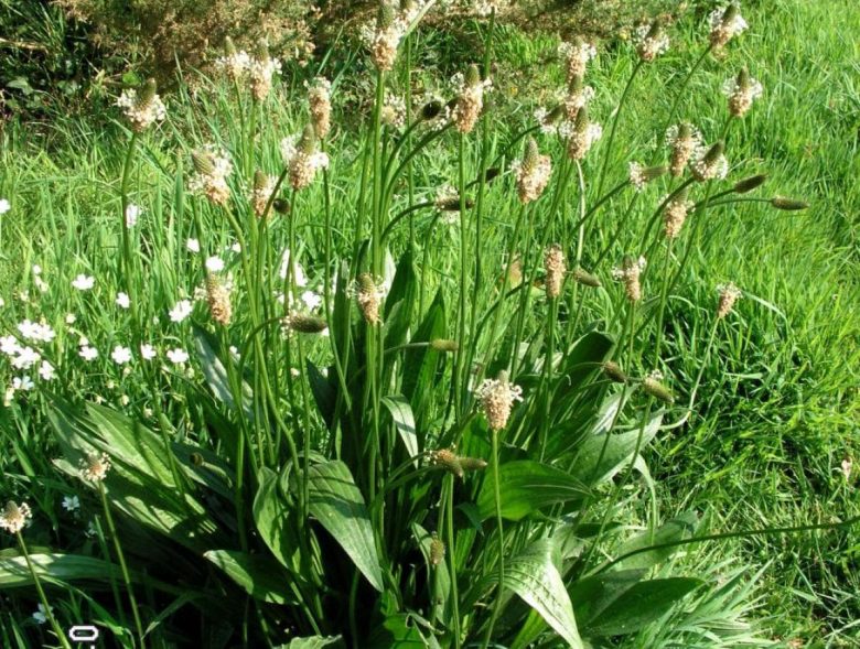 Piantaggine di tipo Plantago lanceolata