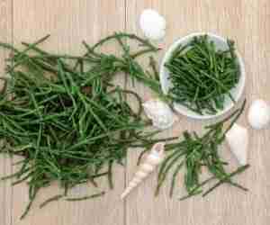 Salicornia o asparagi di mare