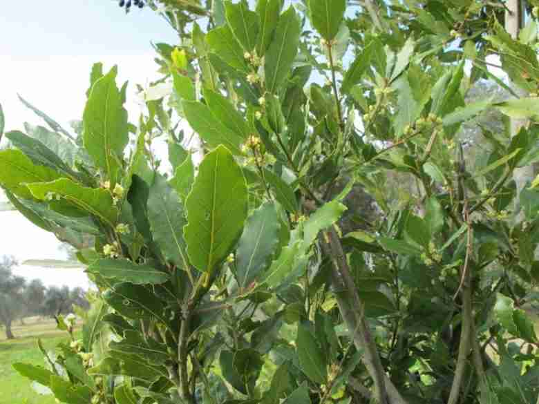 Albero di alloro