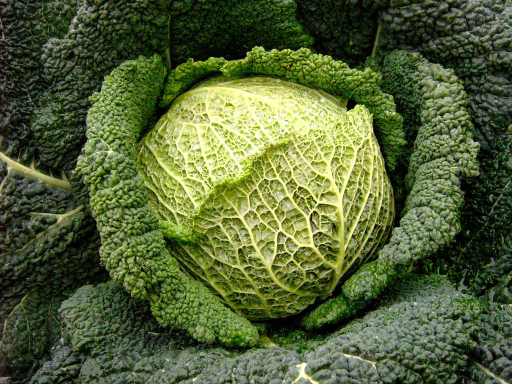 Come Preparare il Condimento per l'Insalata di Cavolo