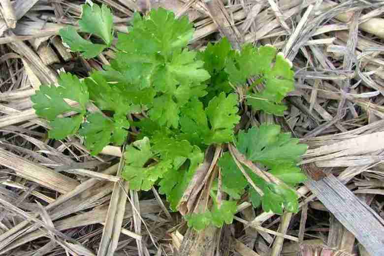 Coltivare sedano con pacciamtura naturale